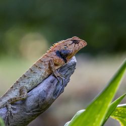 Oriental garden lizard (Calotes vesicolor)