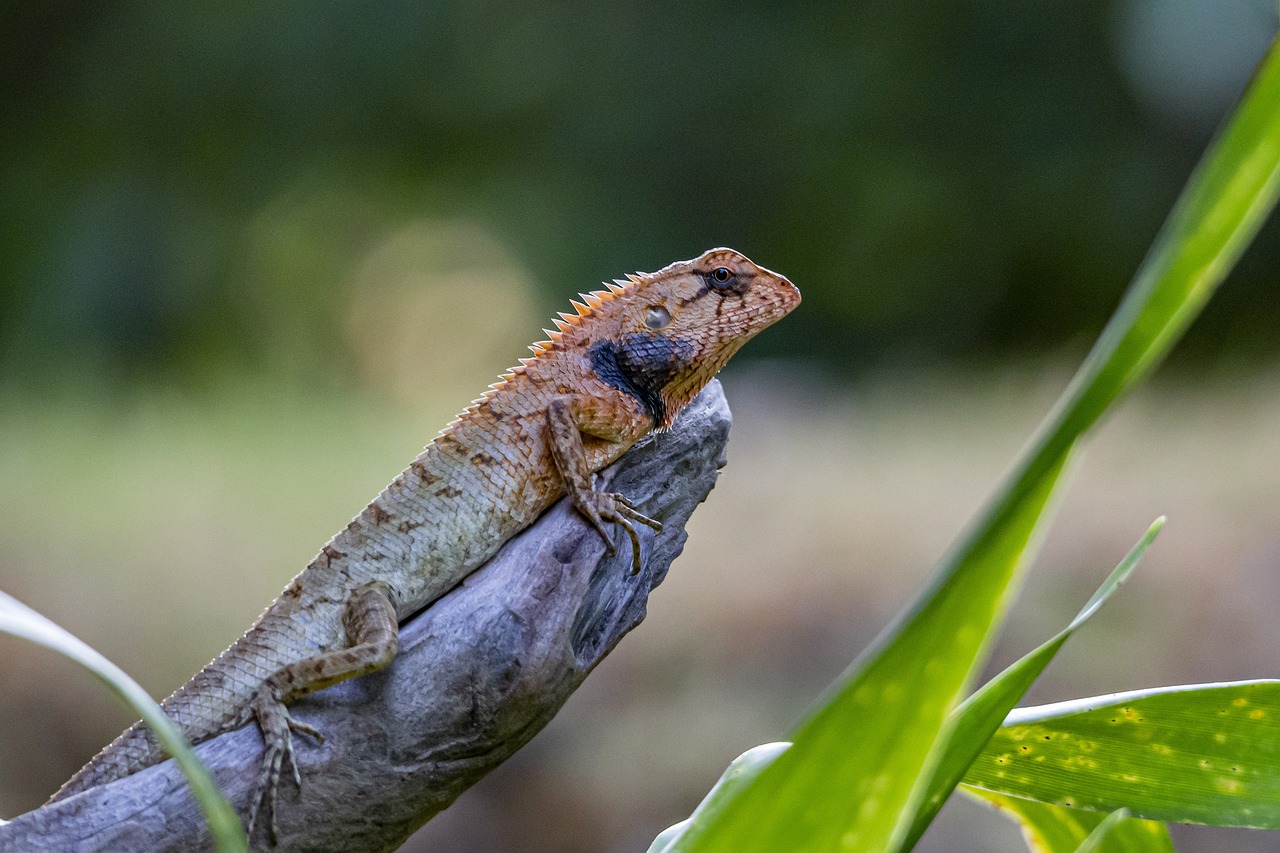 Oriental garden lizard (Calotes vesicolor)