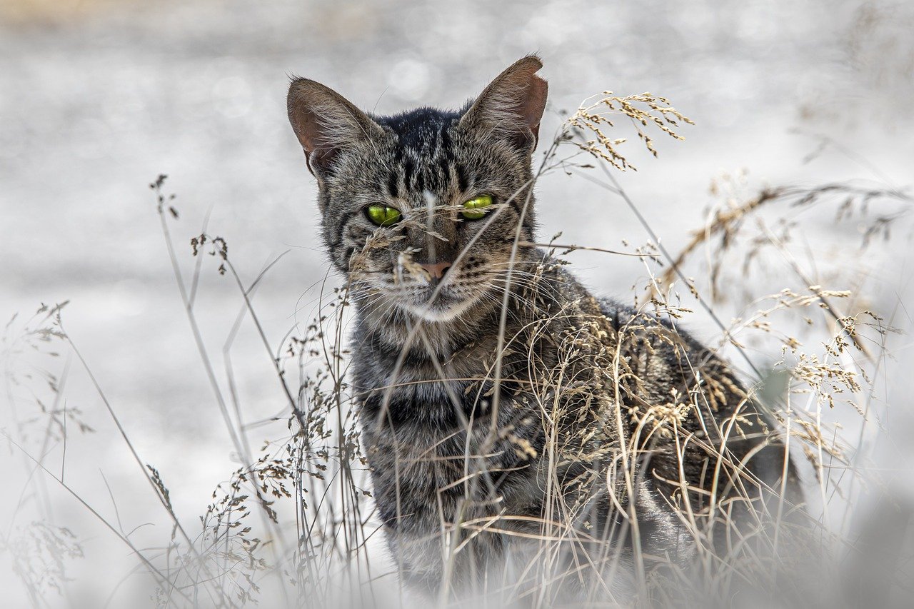 Rhodos Street Cat