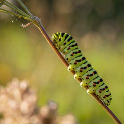 Old World Swallowtail (Papilio machaon)