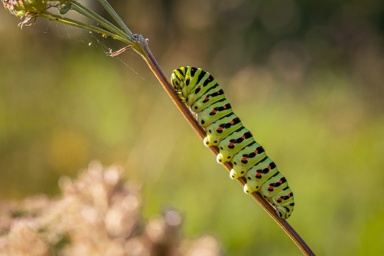 Old World Swallowtail (Papilio machaon)