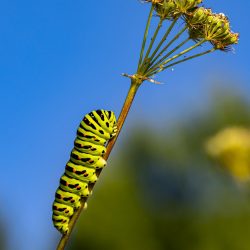 Old World Swallowtail (Papilio machaon)