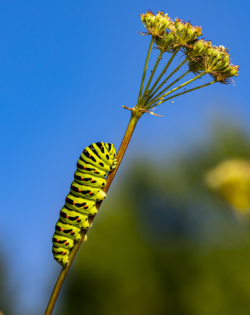 Old World Swallowtail (Papilio machaon)