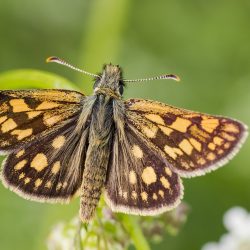 Chequered skipper (Carterocephalus palaemon)