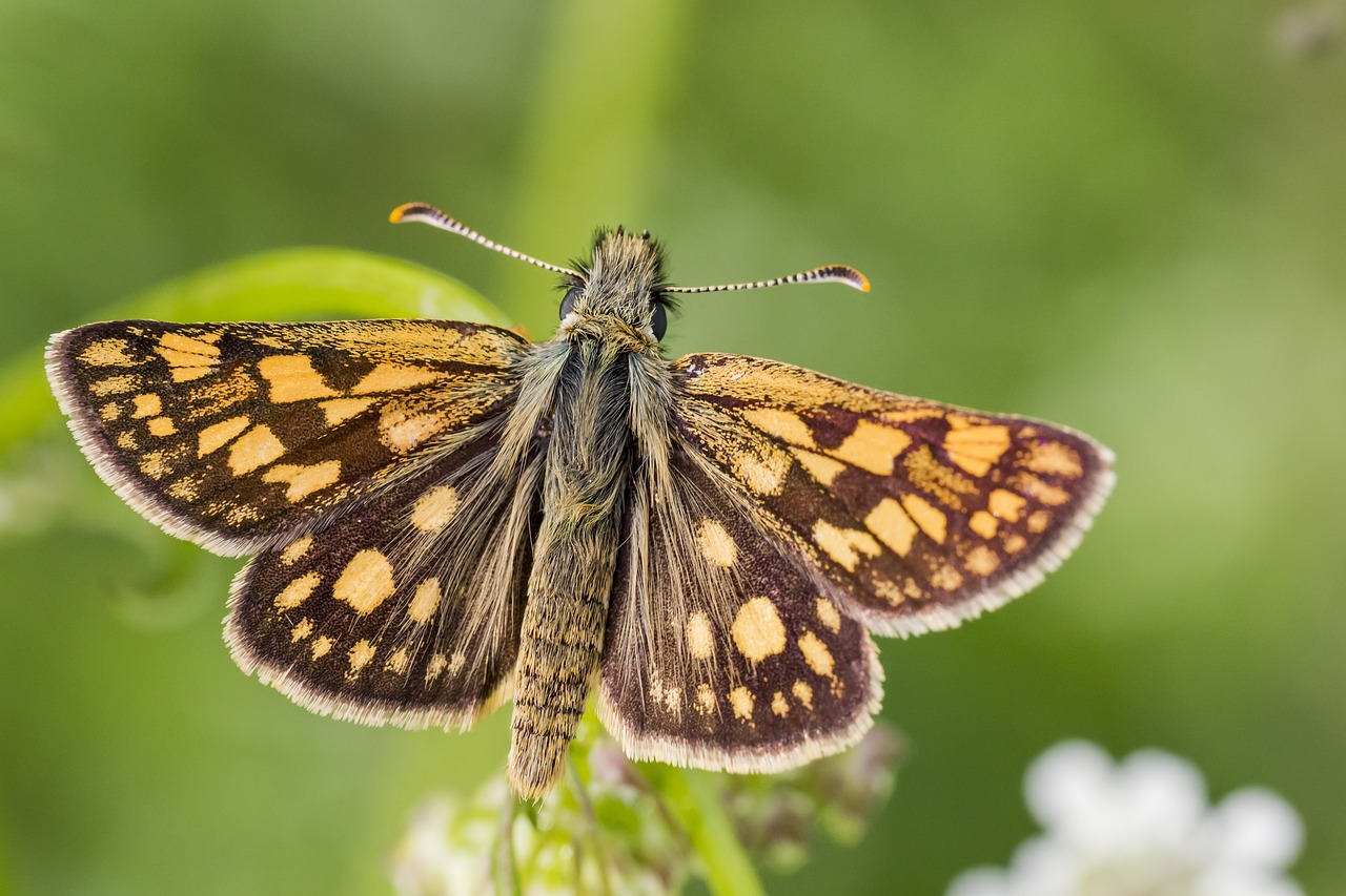 Chequered skipper (Carterocephalus palaemon)