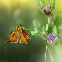 Large skipper (​Ochlodes sylvanus)