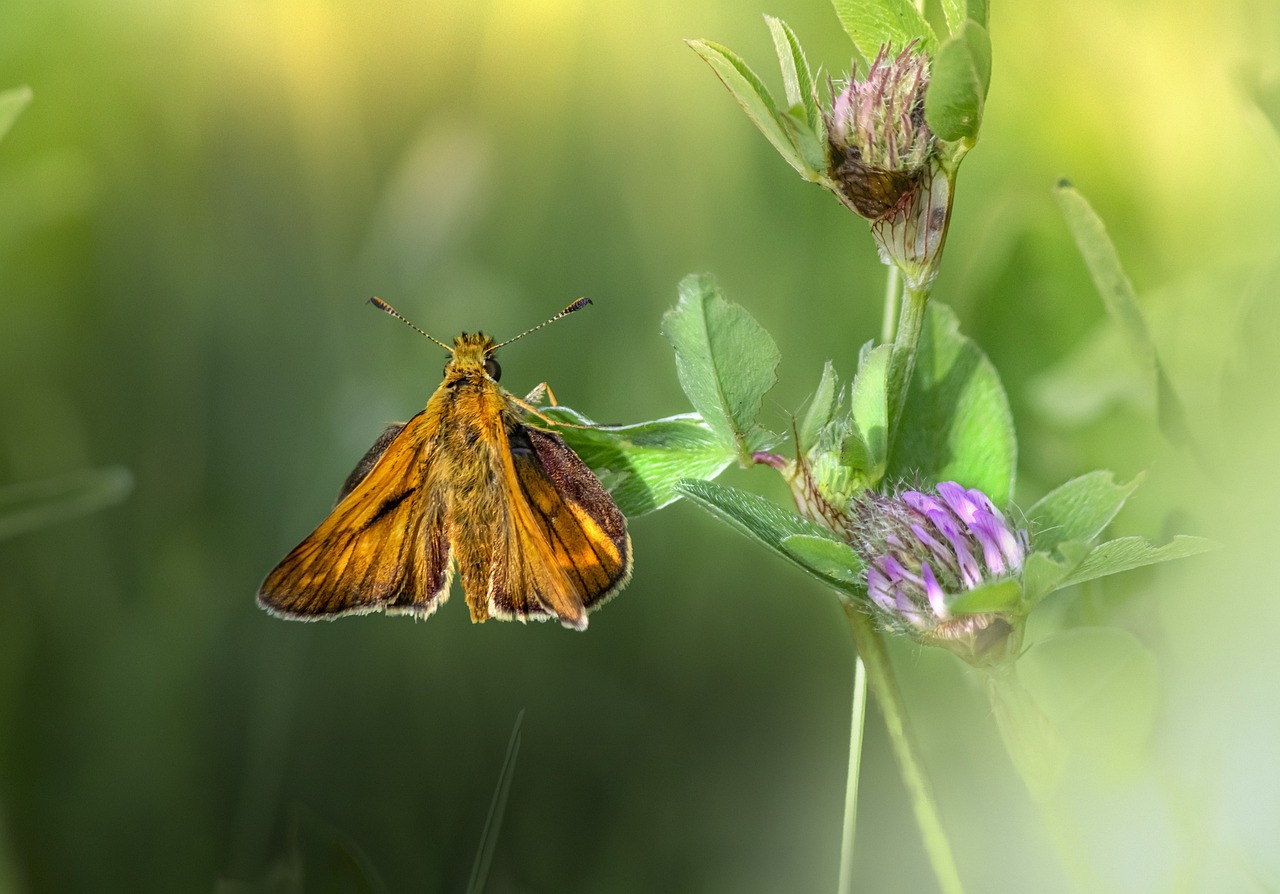 Large skipper (​Ochlodes sylvanus)