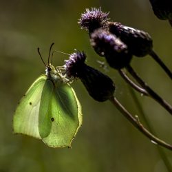 Common Brimstone (Gonepteryx rhamni)