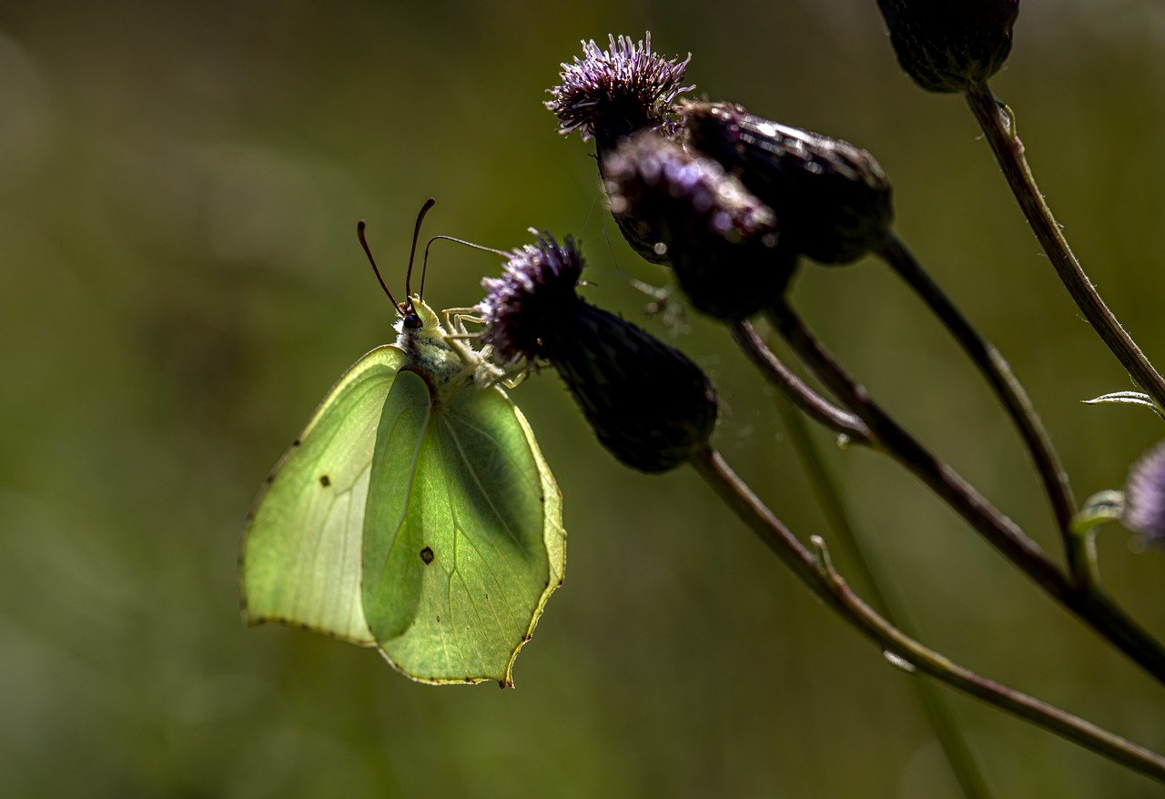 Common Brimstone (Gonepteryx rhamni)