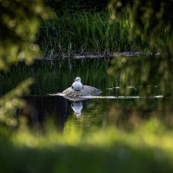 Common Gull (Larus canus)