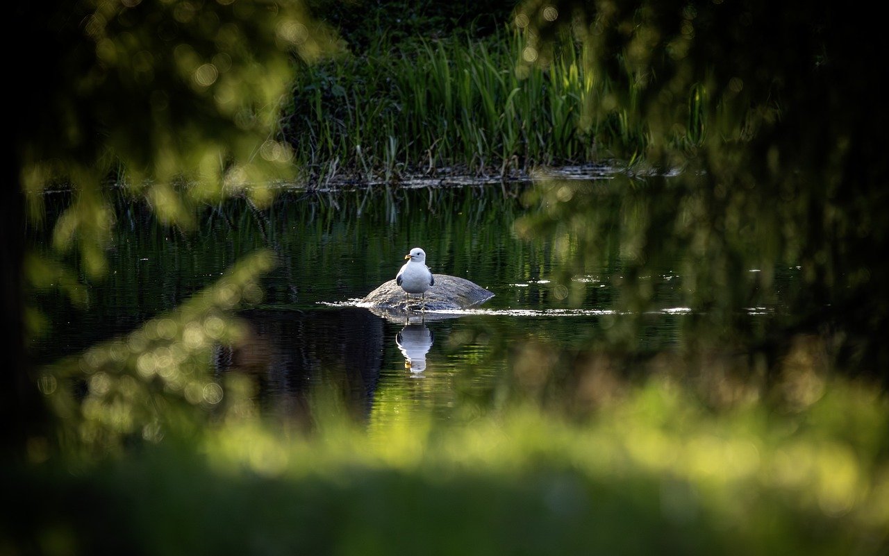 Common Gull (Larus canus)