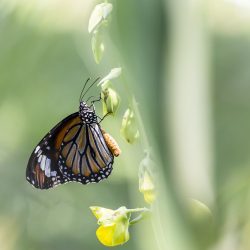 Common tiger (Danaus genutia)
