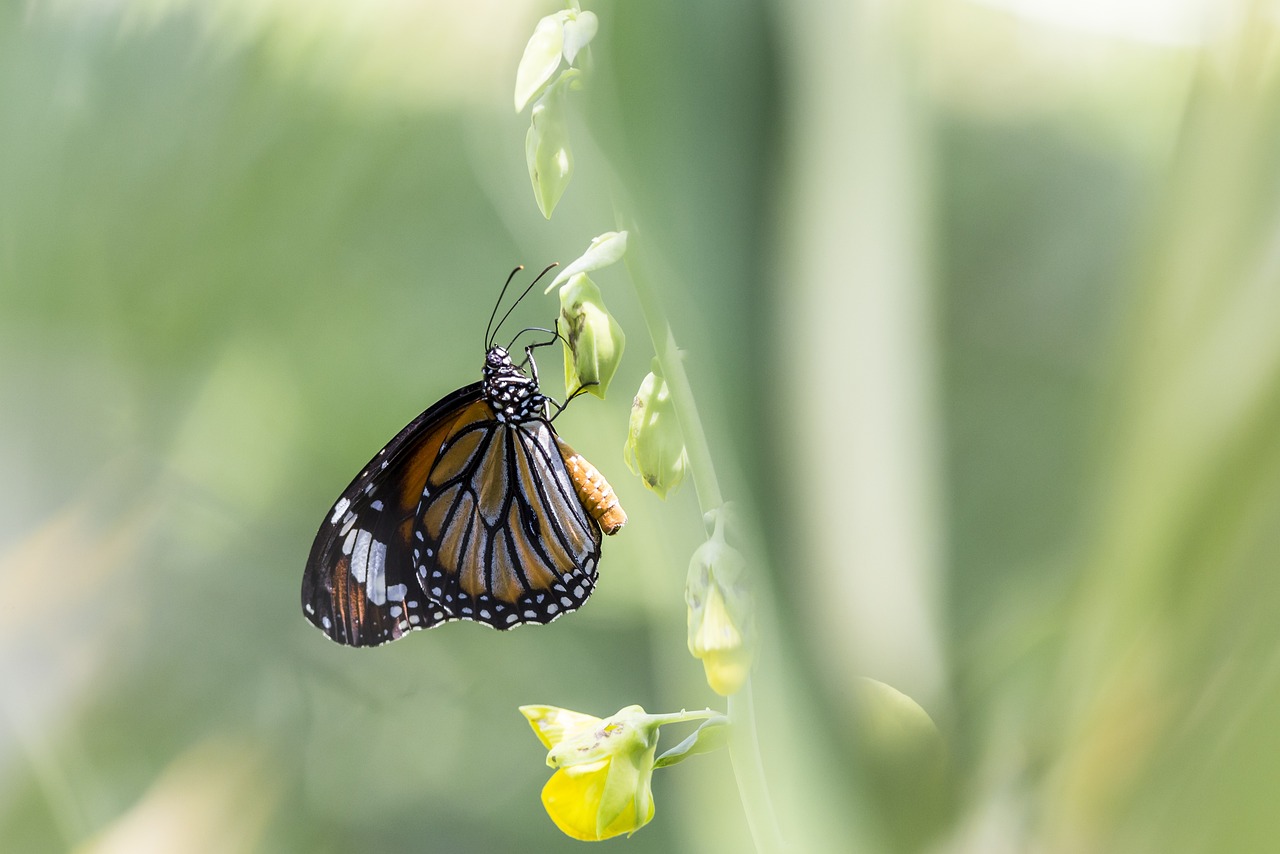 Common tiger (Danaus genutia)