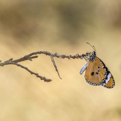 Plain tiger (Danaus chrysippus)