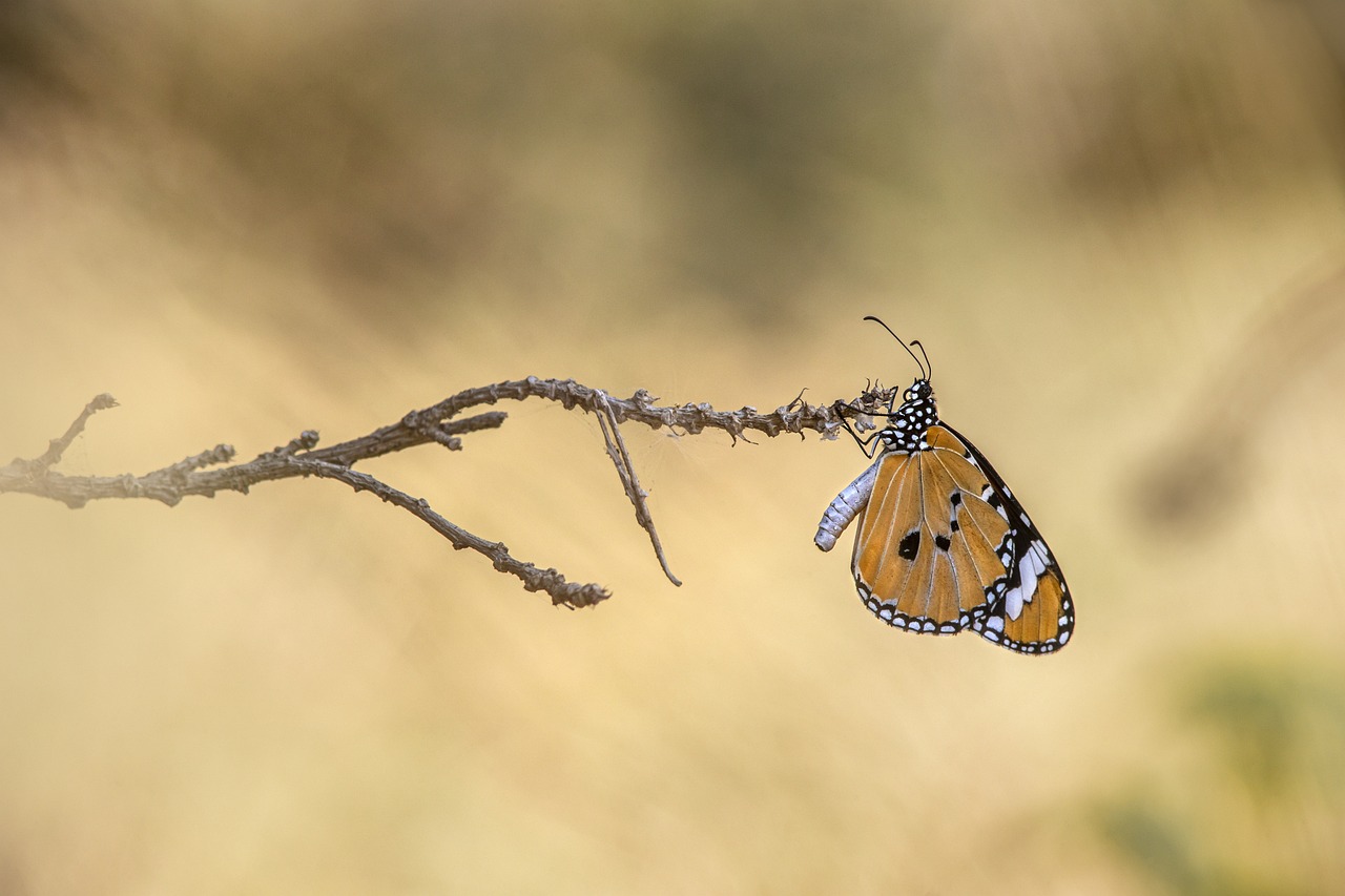 Plain tiger (Danaus chrysippus)