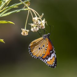 Plain tiger (Danaus chrysippus)