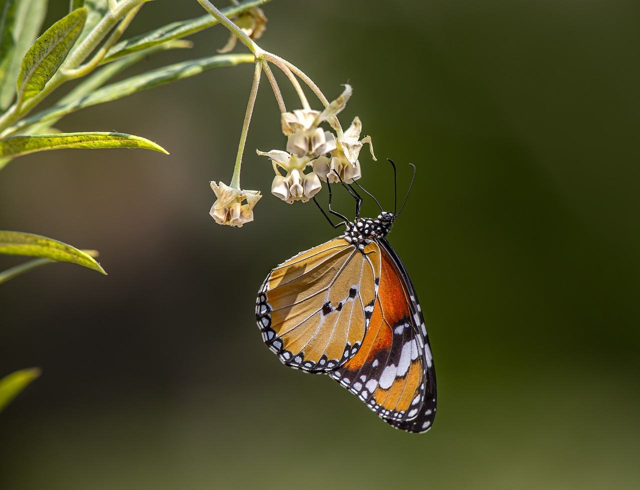 Plain tiger (Danaus chrysippus)