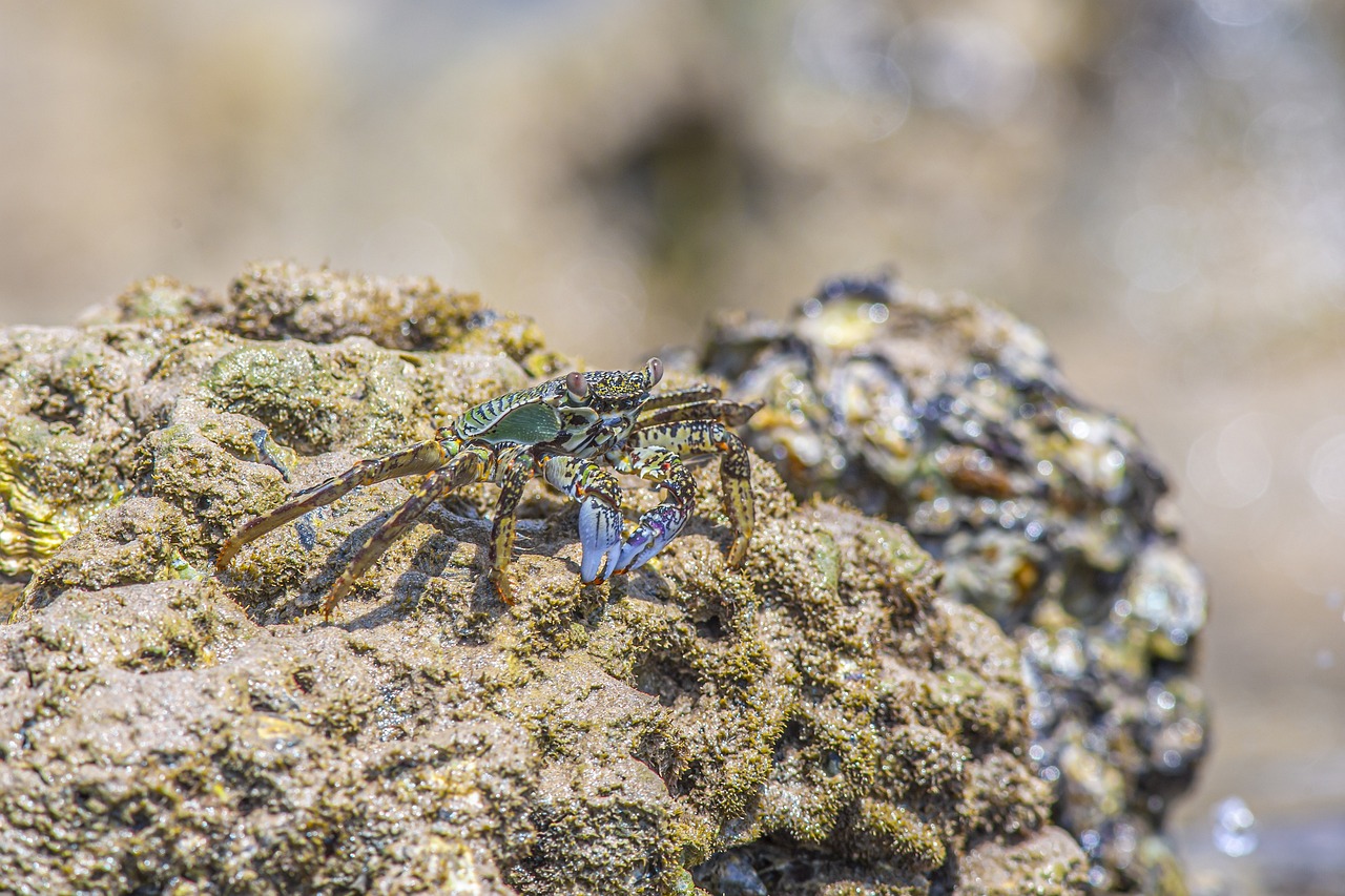 Green rock crab (Grapsus fourmanoiri)