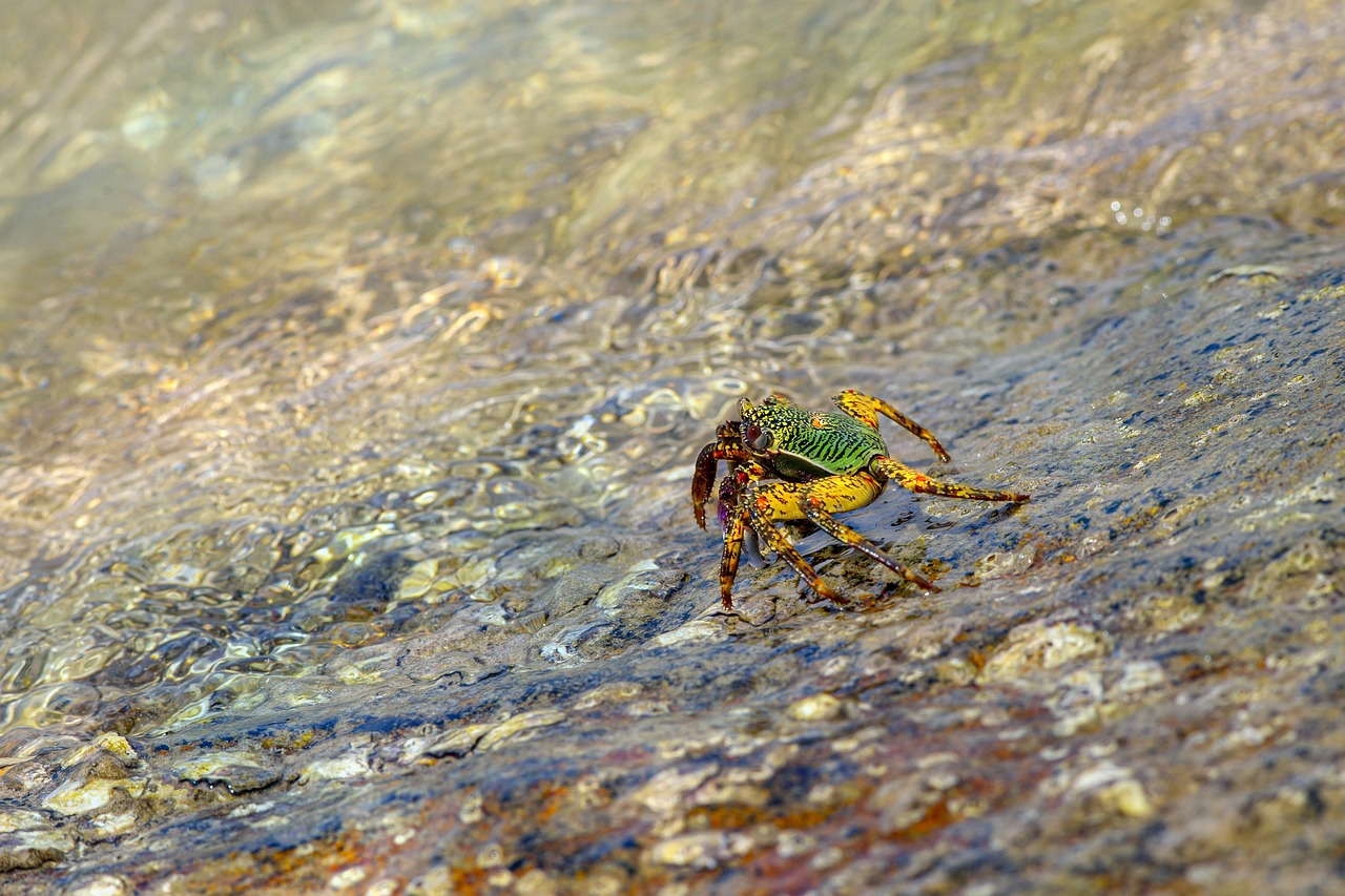 Green rock crab (Grapsus fourmanoiri)