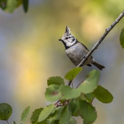 crested-tit-8282481_1280