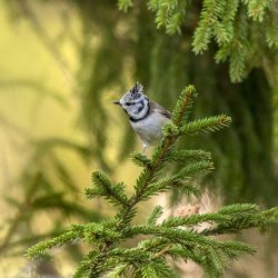 European crested tit (Lophophanes cristatus)