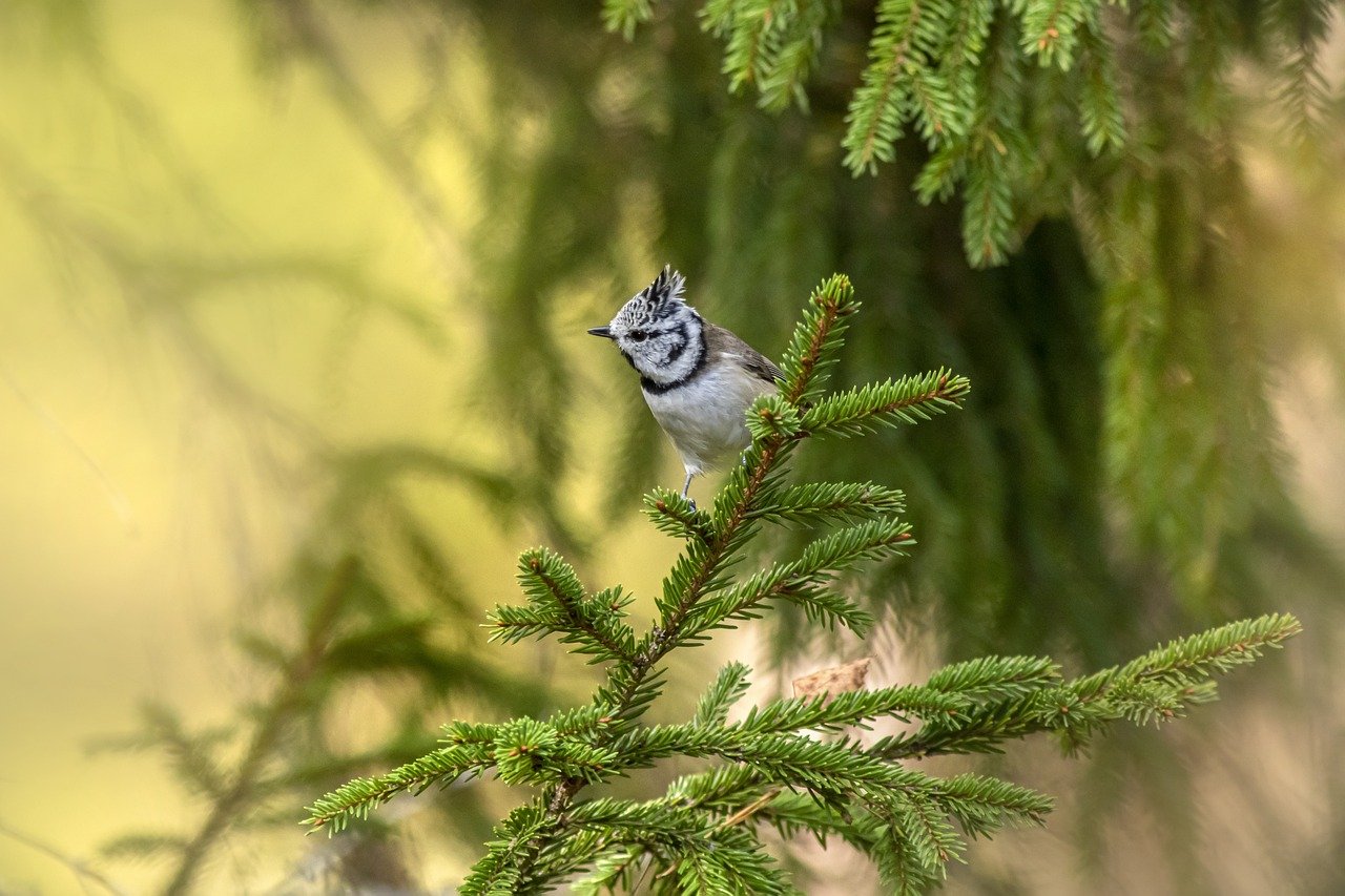 European crested tit (Lophophanes cristatus)