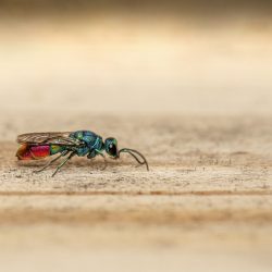 Cuckoo wasp (Chrysis fulgida)