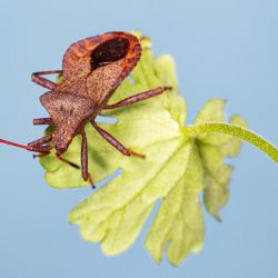 Dock bug (Coreus marginatus)