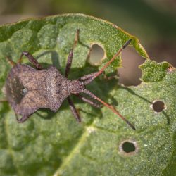 Dock bug (Coreus marginatus)