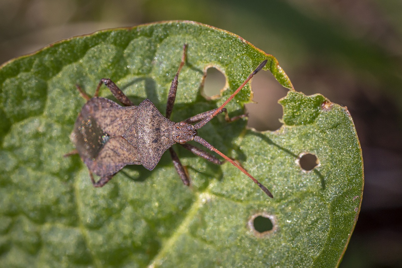 Dock bug (Coreus marginatus)