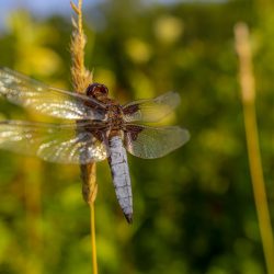 Four-spotted chaser (Libellula quadrimaculata)