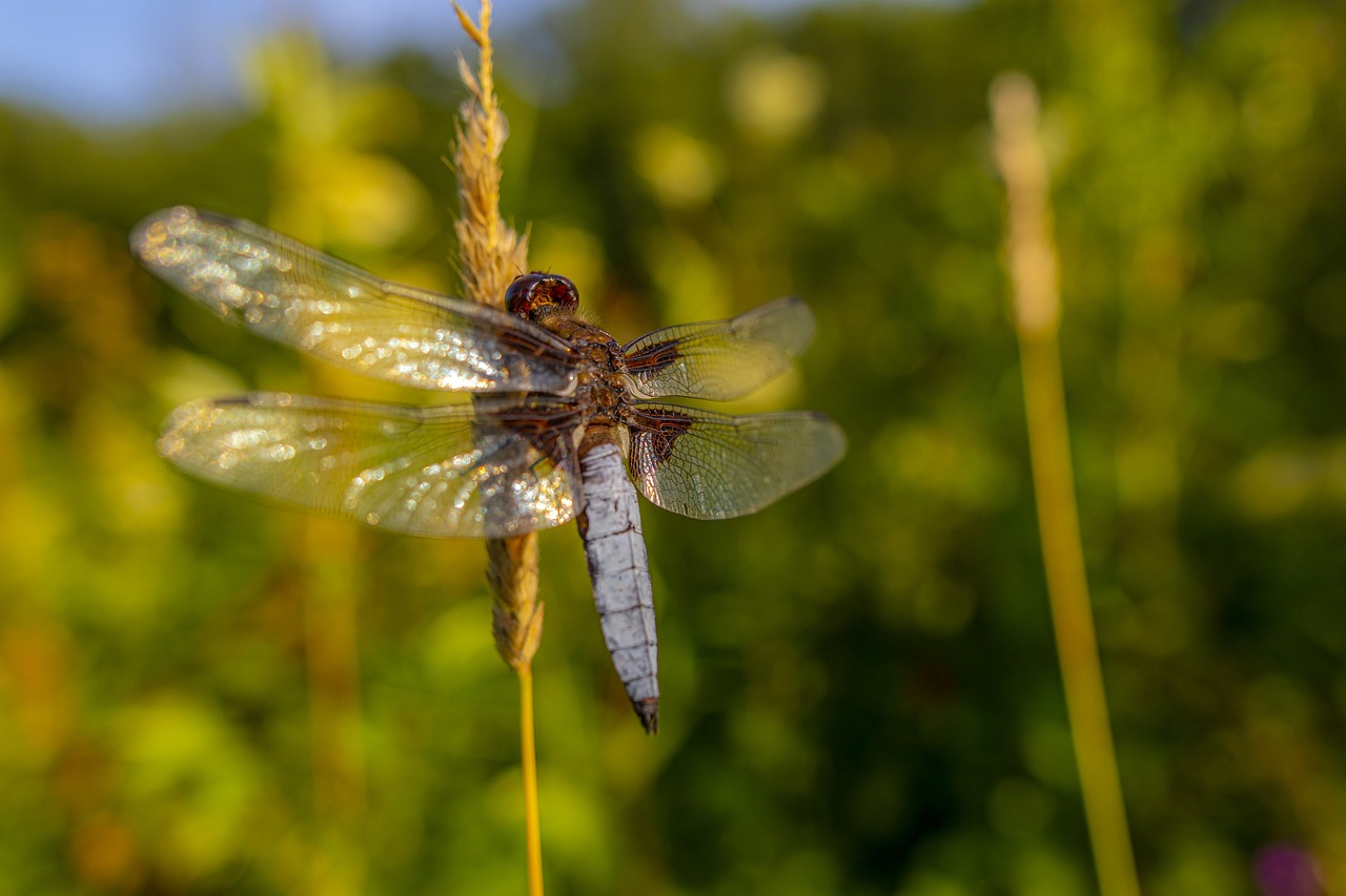 Four-spotted chaser (Libellula quadrimaculata)