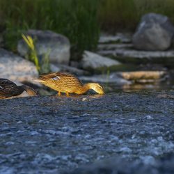 Mallard or wild duck (Anas platyrhynchos)