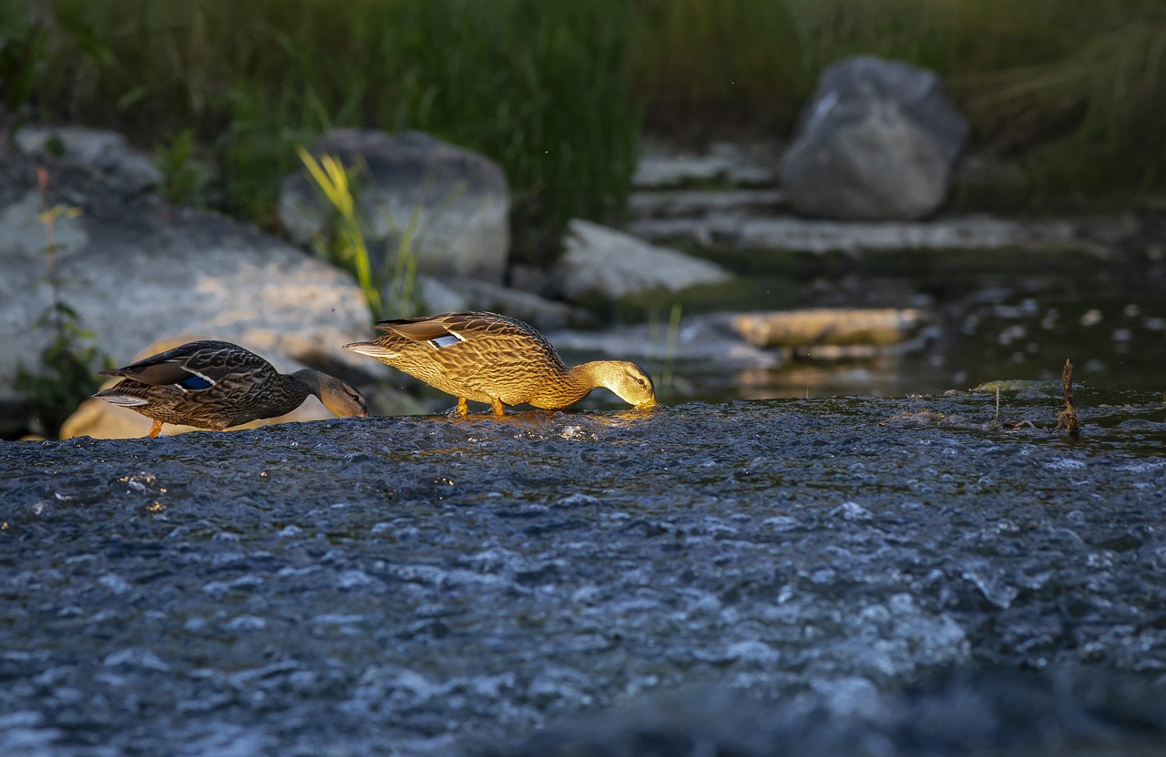 Mallard or wild duck (Anas platyrhynchos)