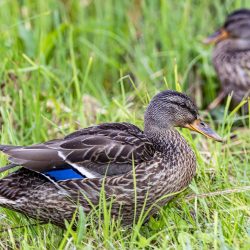 Mallard or wild duck (Anas platyrhynchos)