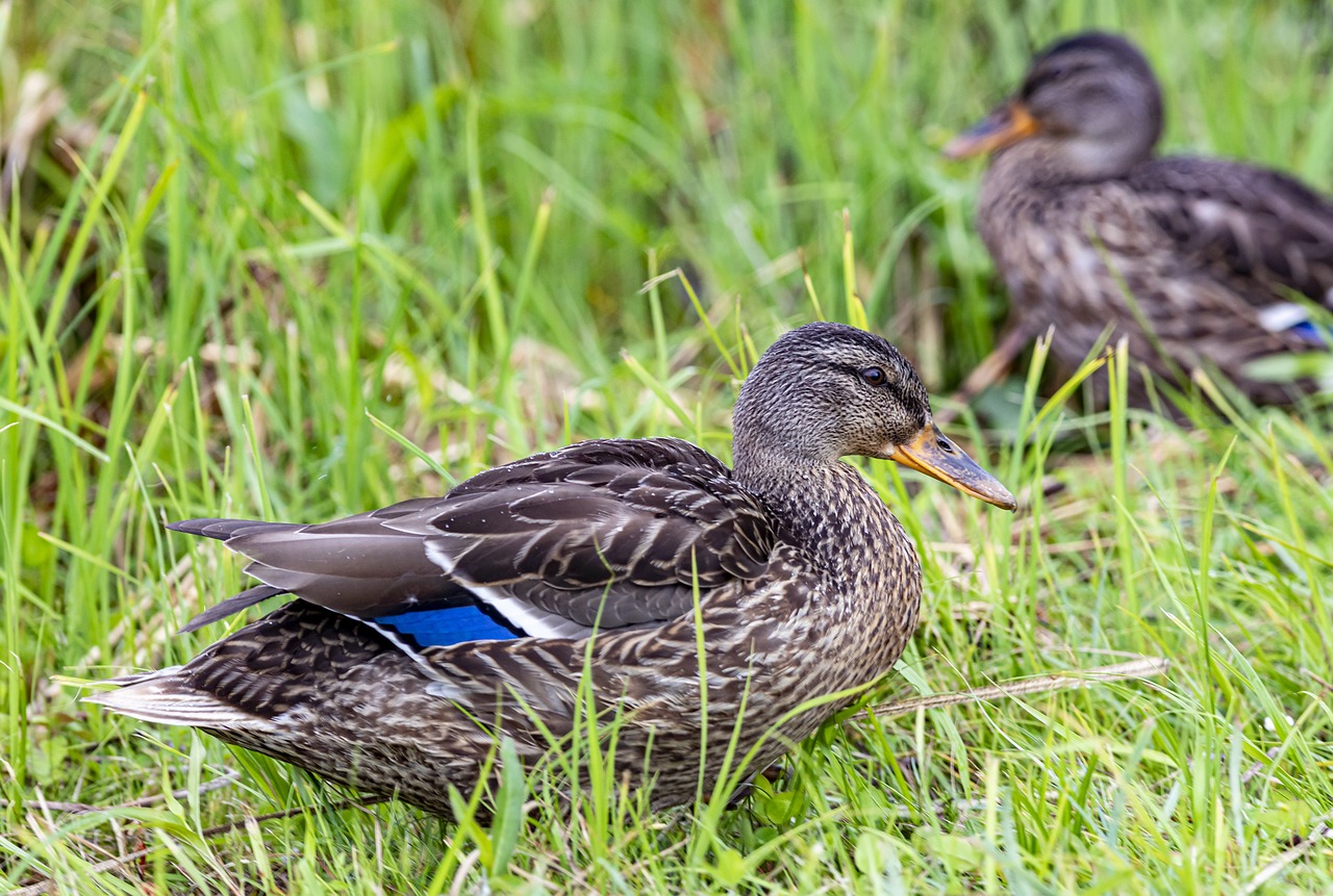 Mallard or wild duck (Anas platyrhynchos)