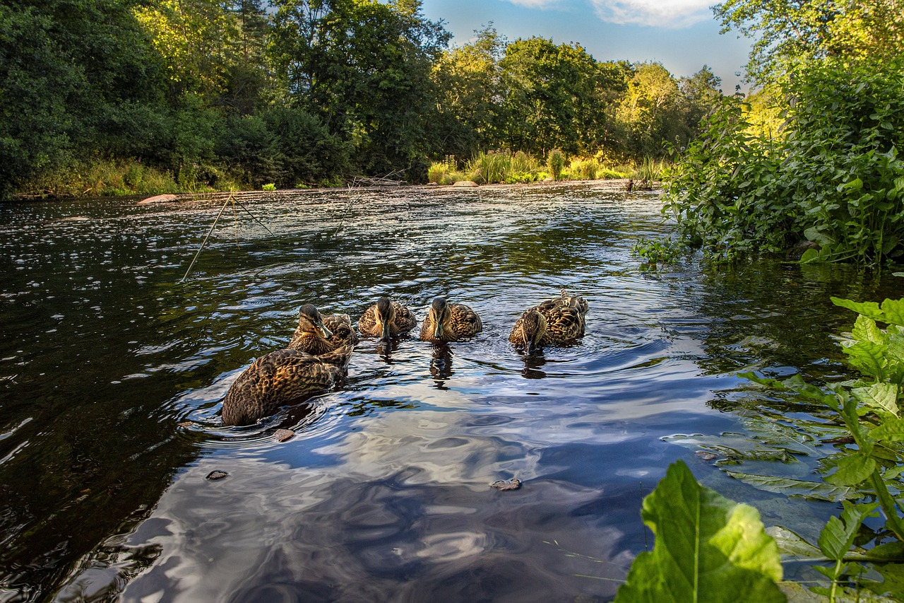 Mallard or wild duck (Anas platyrhynchos)