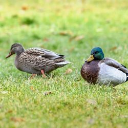 Mallard or wild duck (Anas platyrhynchos)