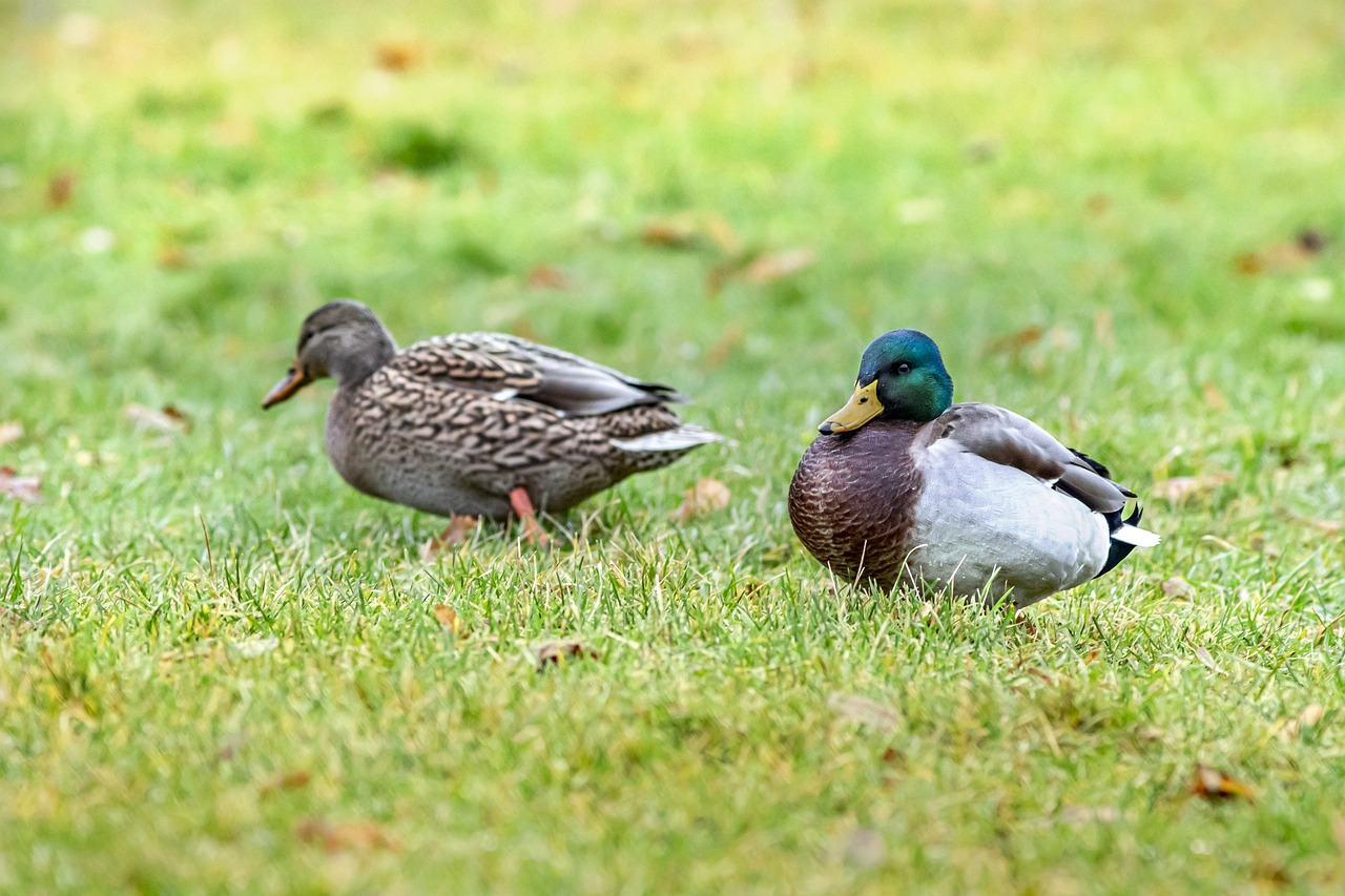 Mallard or wild duck (Anas platyrhynchos)