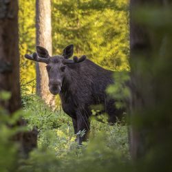 Elk, Moose ( Alces alces )