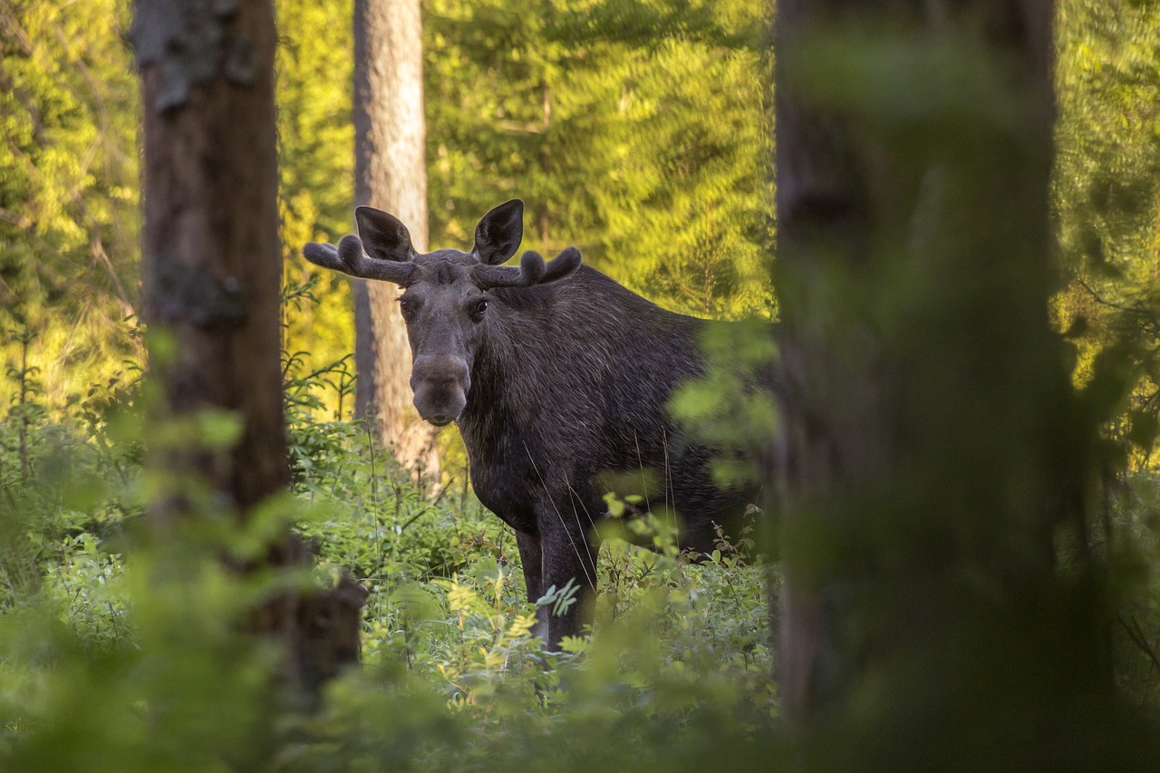 Elk, Moose ( Alces alces )