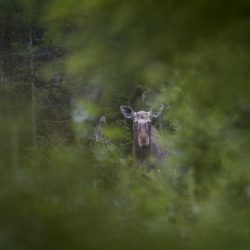 Elk, Moose ( Alces alces )