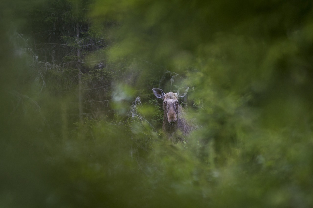 Elk, Moose ( Alces alces )