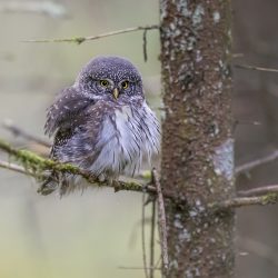 Eurasian Pygmy Owl (Glaucidium passerinum)