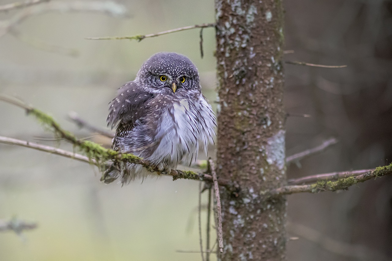 Eurasian Pygmy Owl (Glaucidium passerinum)