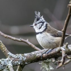 European crested tit (Lophophanes cristatus)