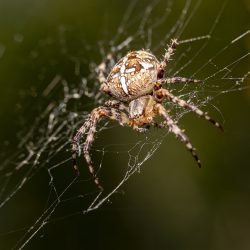 European garden spider (Araneus diadematus)