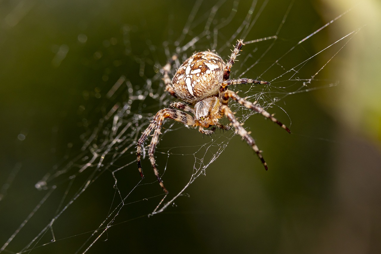 European garden spider (Araneus diadematus)