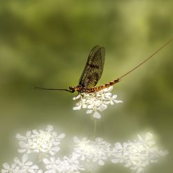 Common Mayfly (Ephemera vulgata)