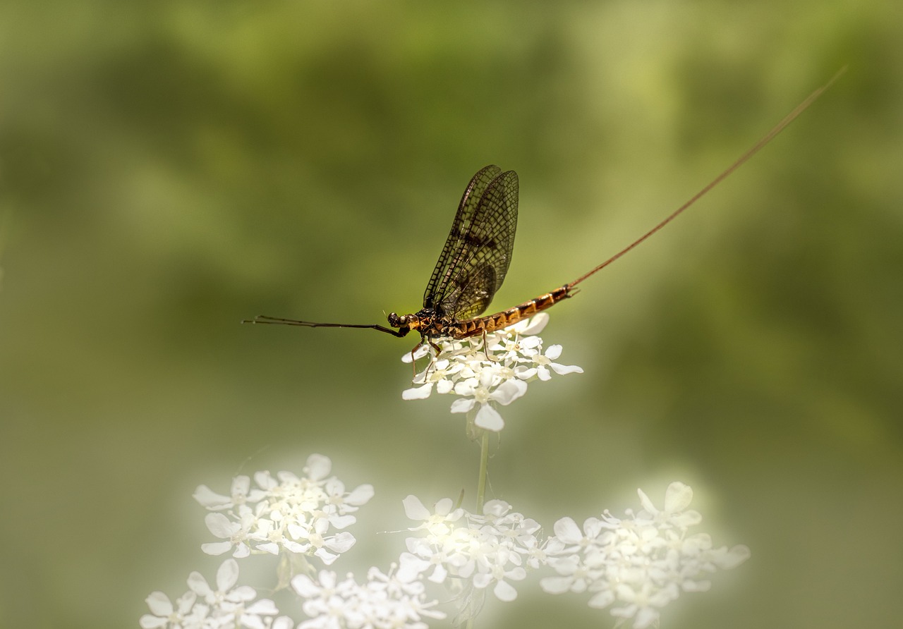 Common Mayfly (Ephemera vulgata)